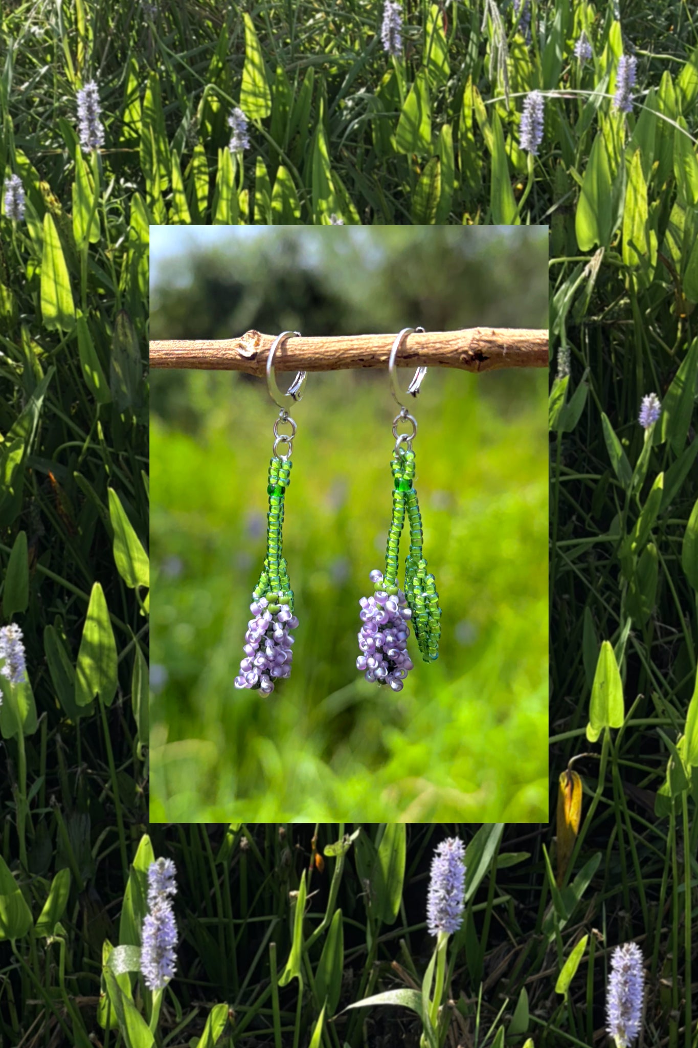 Pickerelweed blooms