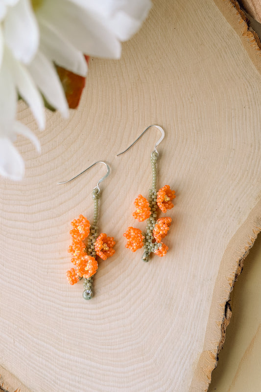 Globemallow blooms