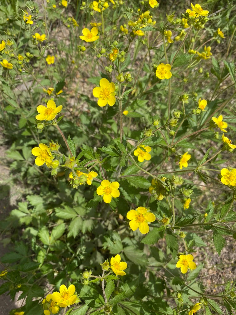 Cinquefoil bunches