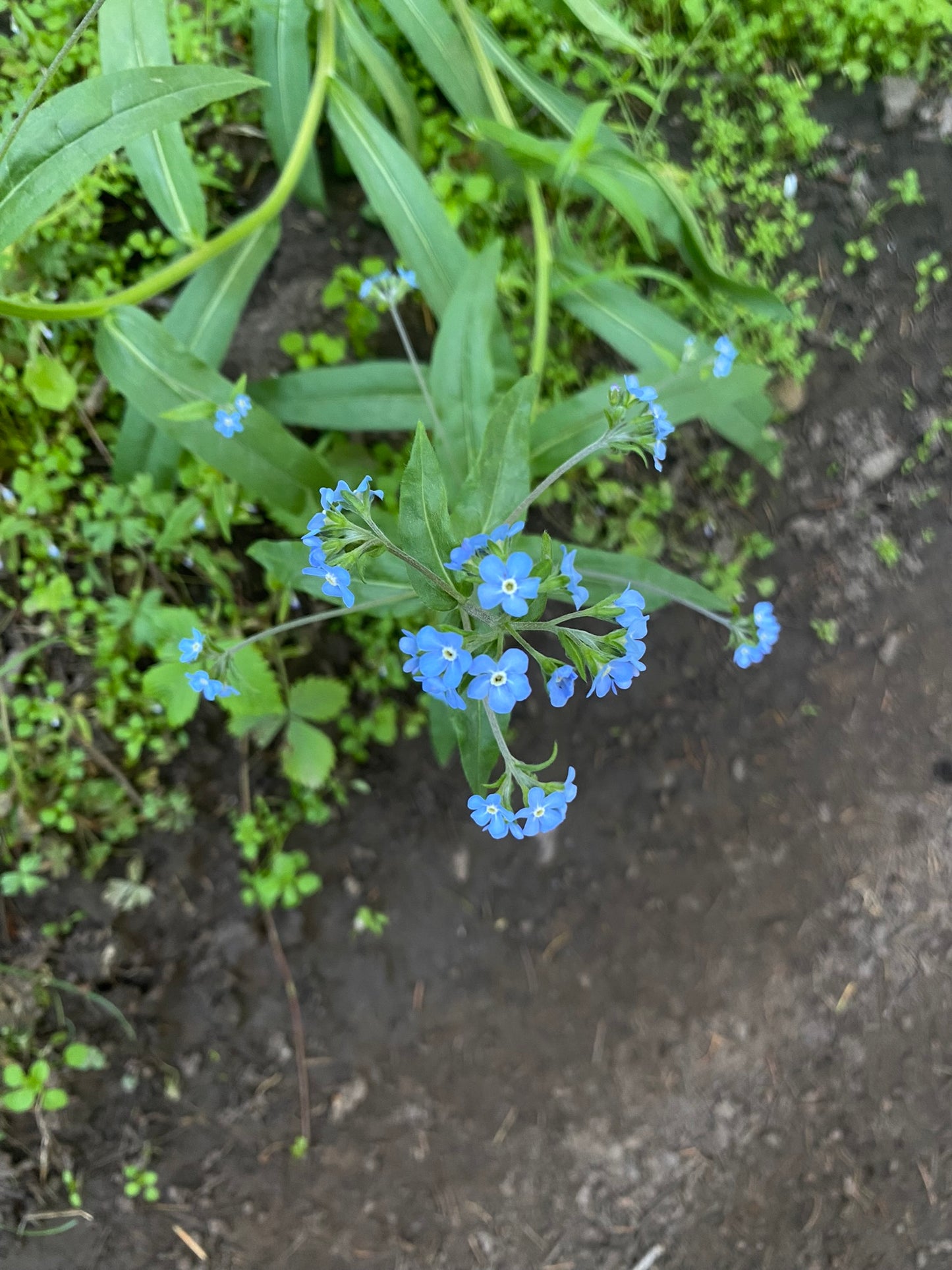 Forget-me-not bunches