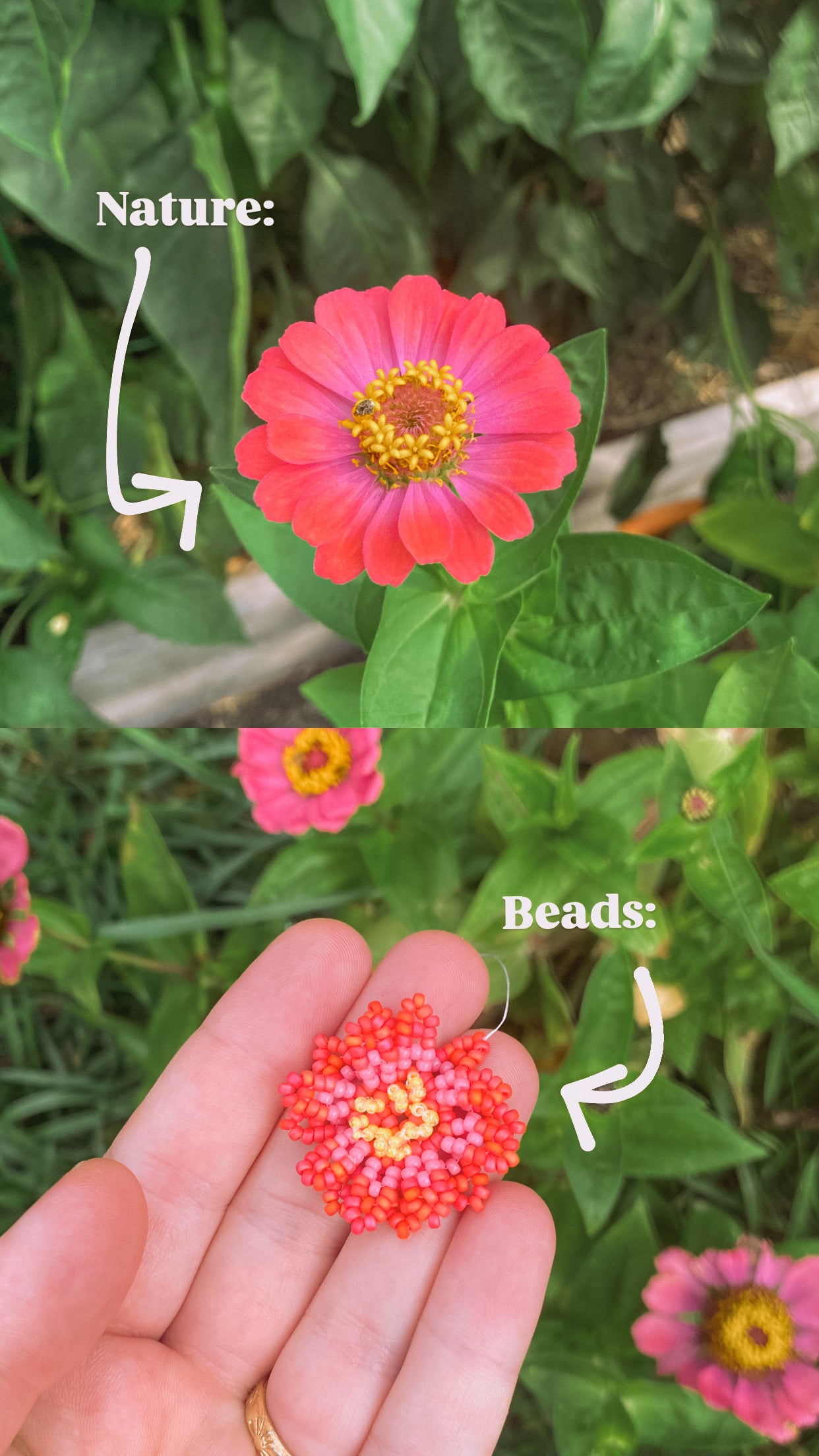 Zinnias