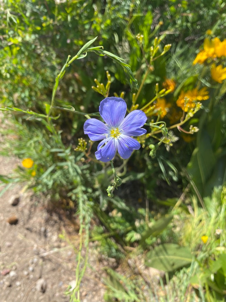 Blue flax