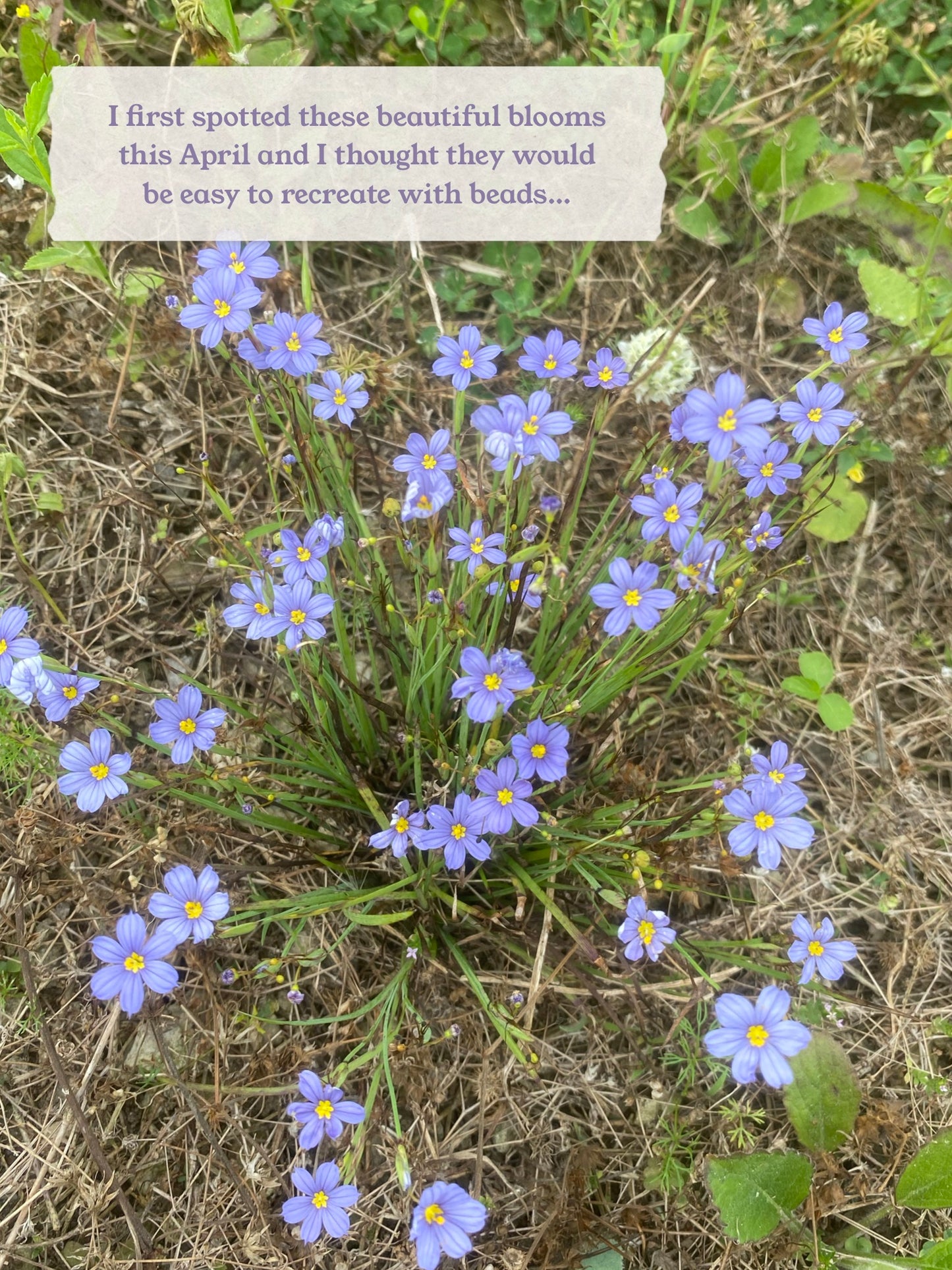Blue eyed grass