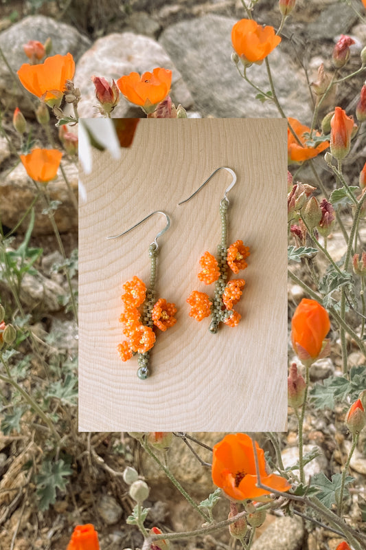 Globemallow blooms