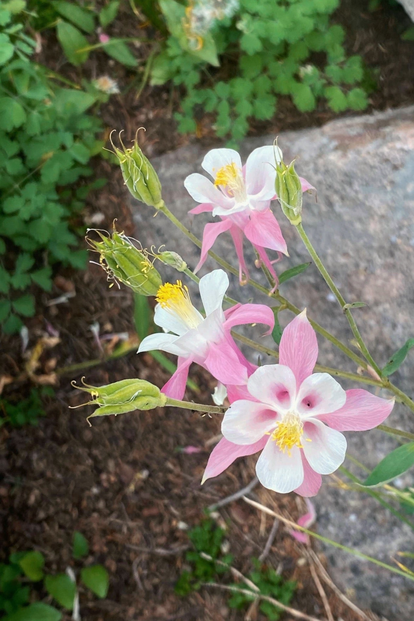 Dusty pink columbine flowers