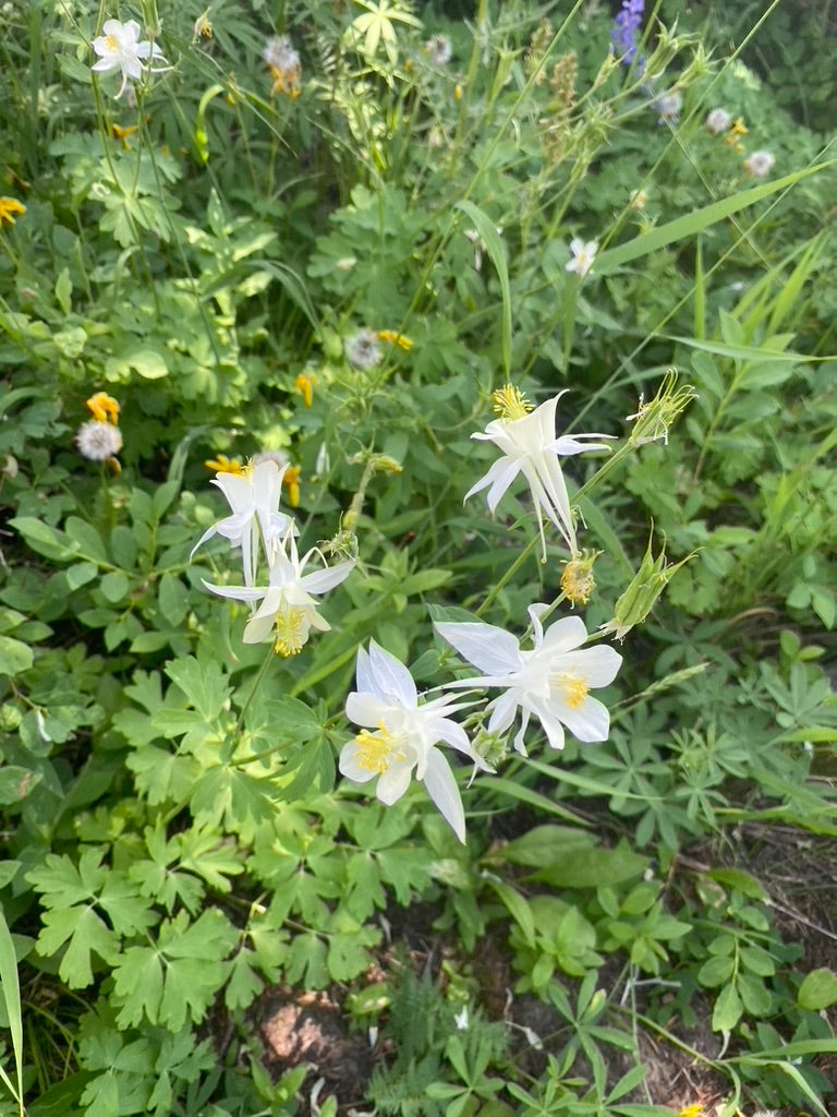 Columbine flowers