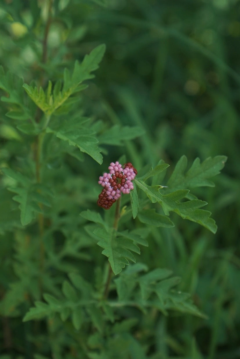 Crimson rose cinque ring (6.5)