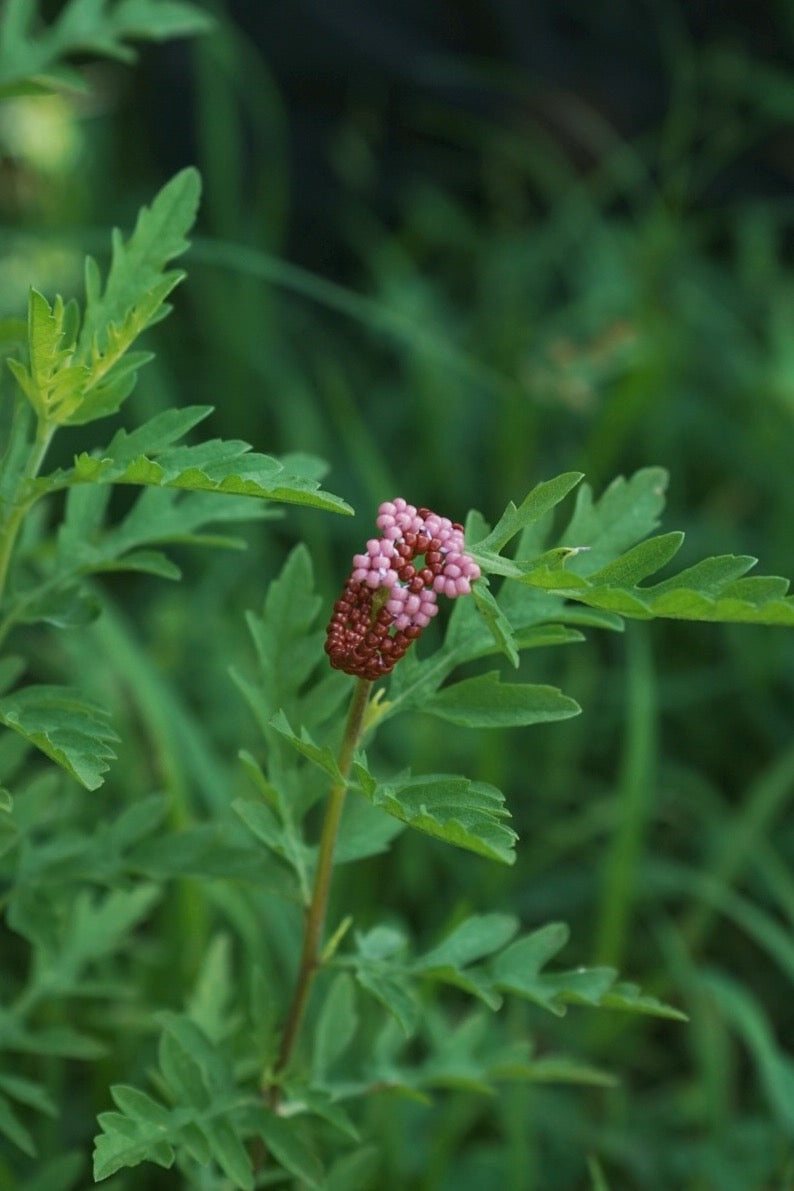 Crimson rose cinque ring (6.5)