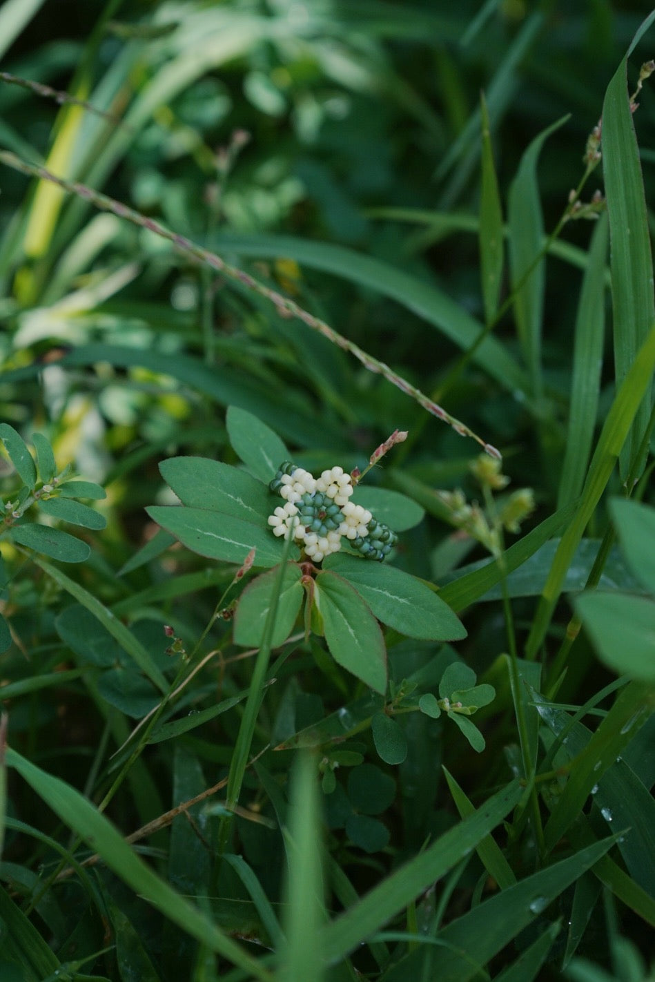 Fern cinque ring (6)