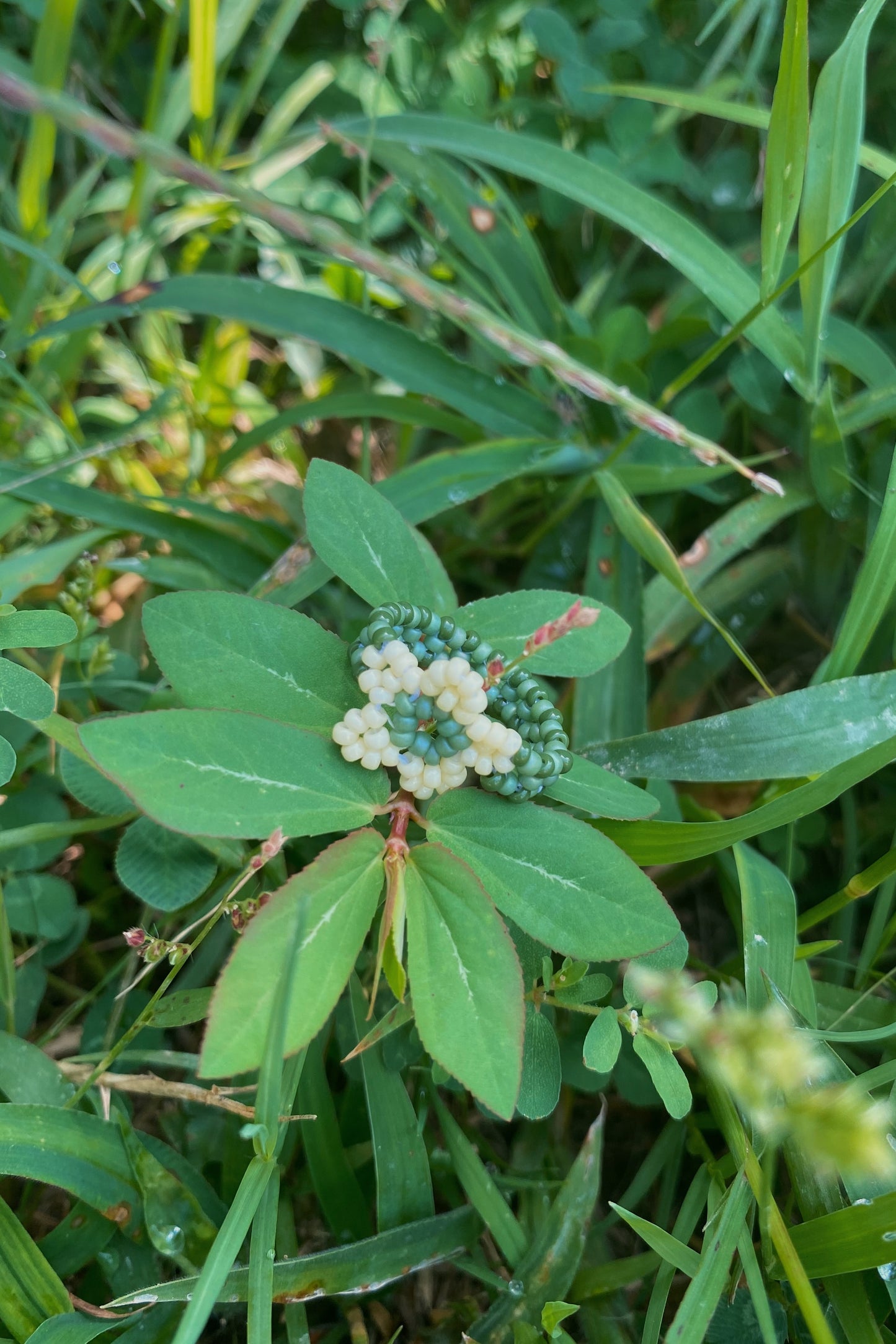 Fern cinque ring (6)