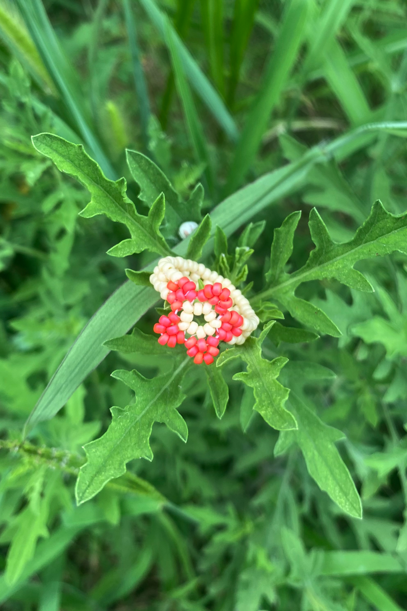 Fuchsia and wheat cinque ring (6)