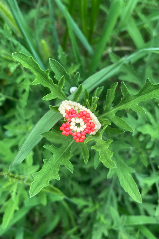 Fuchsia and wheat cinque ring (6)