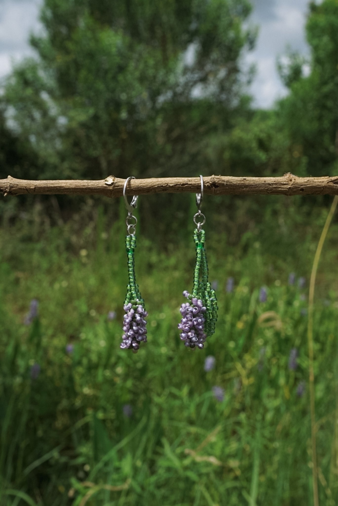 Pickerelweed blooms