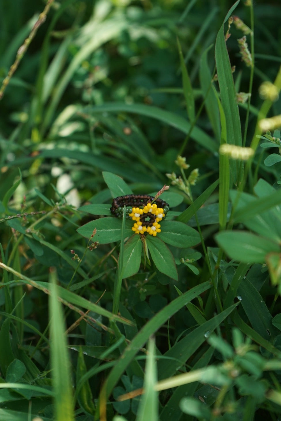 Sunflower cinque ring (8)